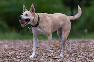 Carolina Dog